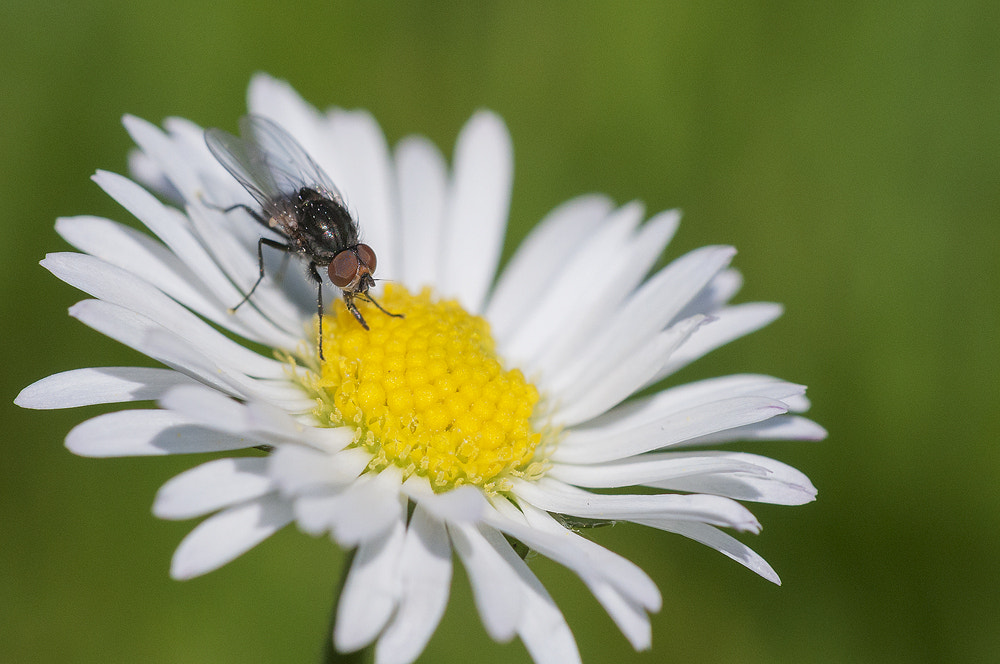 Sigma 150mm F2.8 EX DG OS Macro HSM sample photo. Mmmmmm..... photography