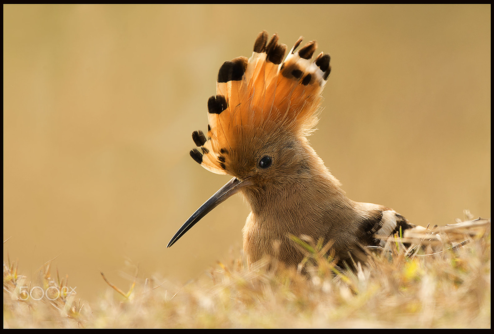 Nikon AF-S Nikkor 600mm F4E FL ED VR sample photo. Loneliness............. photography