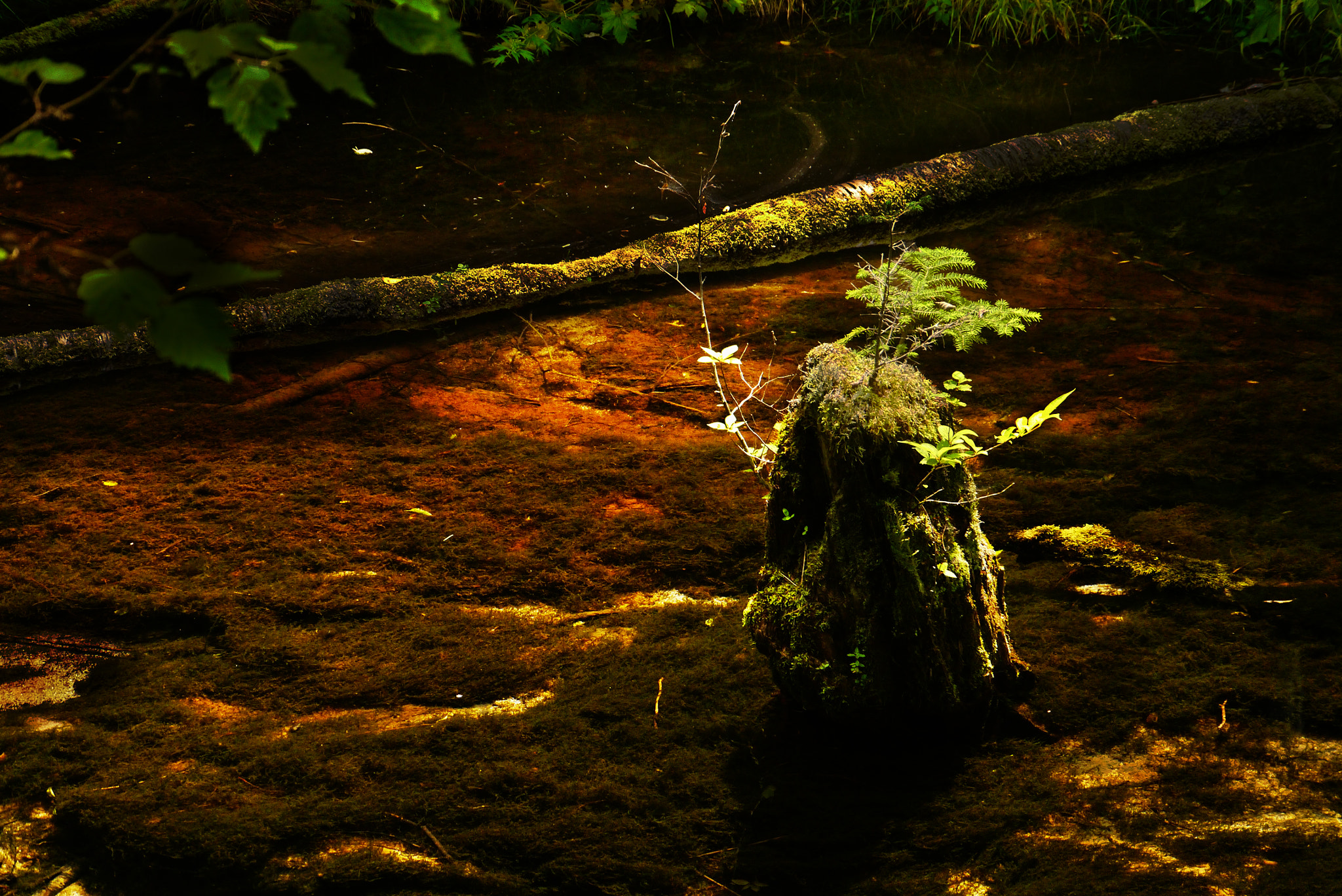 Panasonic Lumix DMC-GX1 sample photo. Red pond in the forest photography