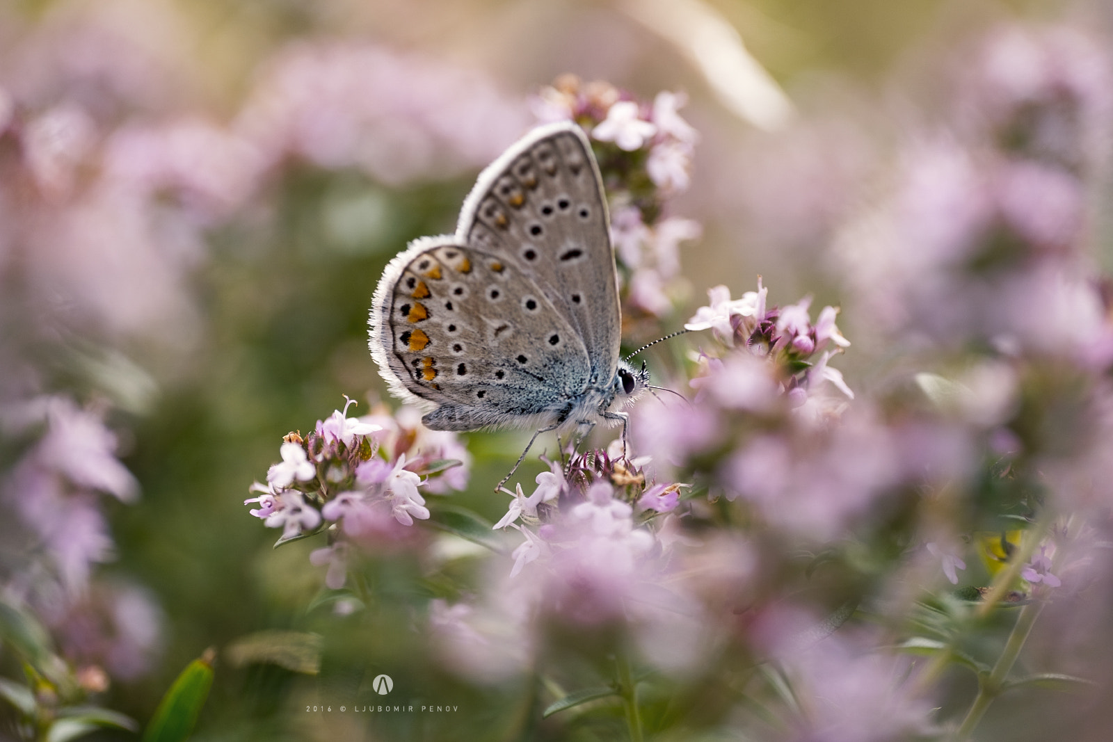 ZEISS Touit 50mm F2.8 sample photo. Purple photography