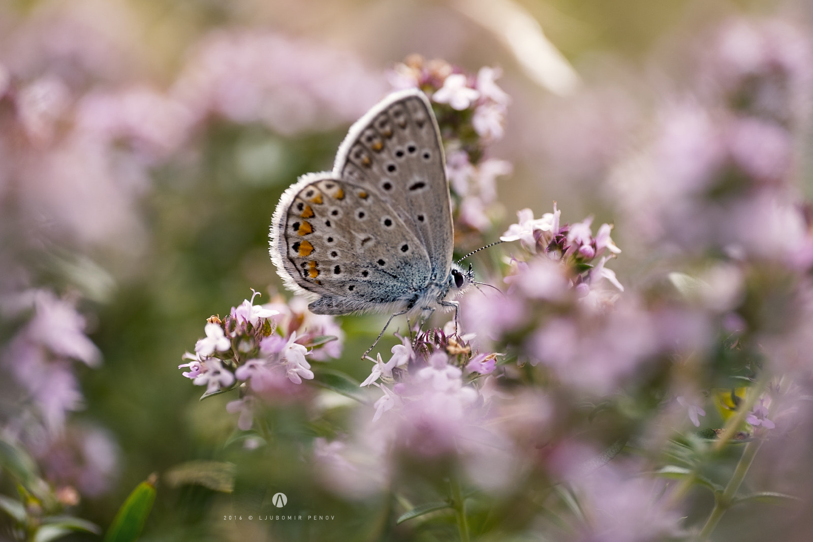 Fujifilm X-T1 + ZEISS Touit 50mm F2.8 sample photo. Purple photography