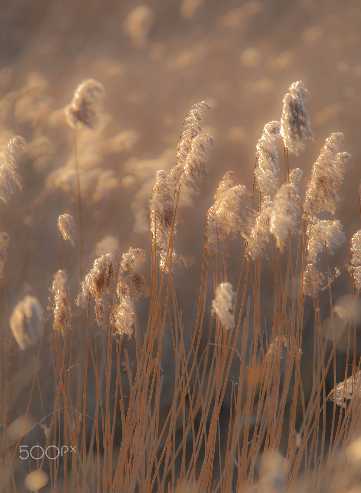 Nikon D200 + Sigma APO 100-300mm F4 EX IF HSM sample photo. Soft reeds photography