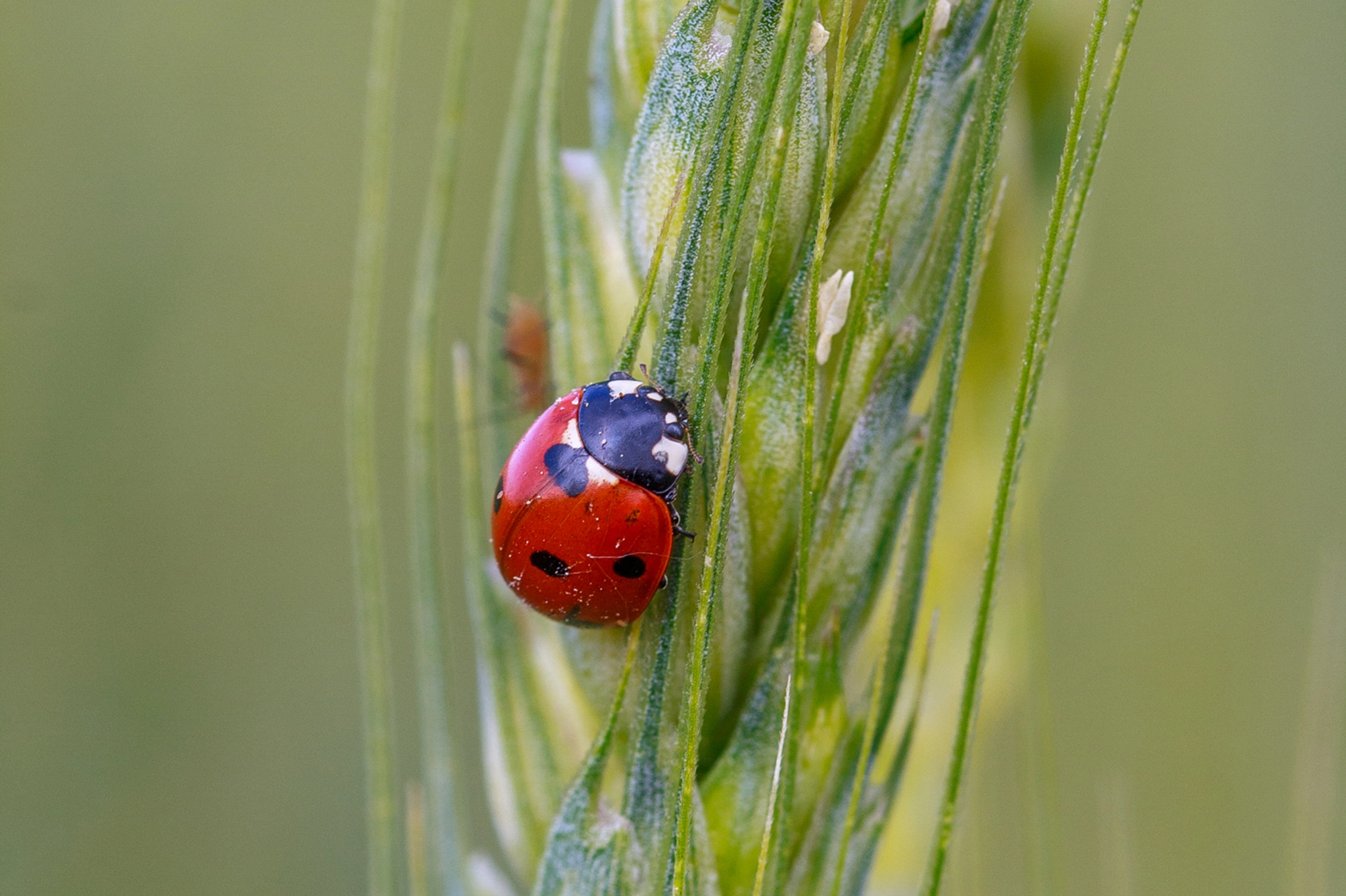 Canon EF 100mm F2.8 Macro USM sample photo. Ladybug photography