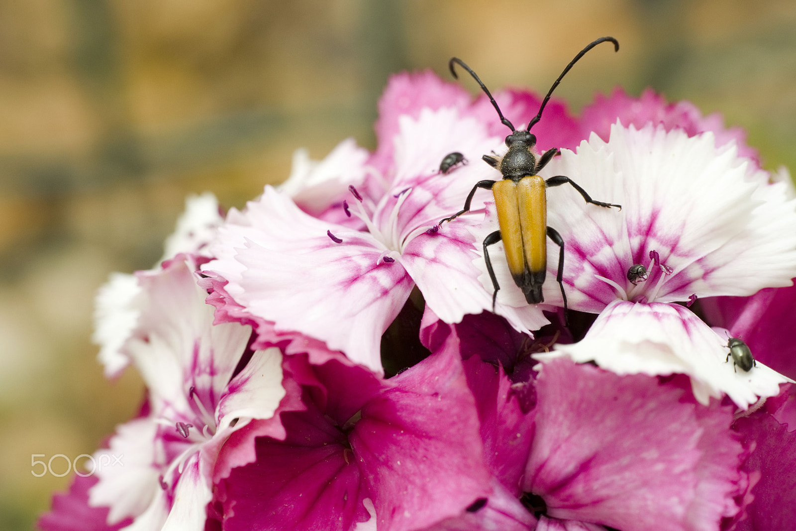 E 50mm F2 sample photo. Insecte photography