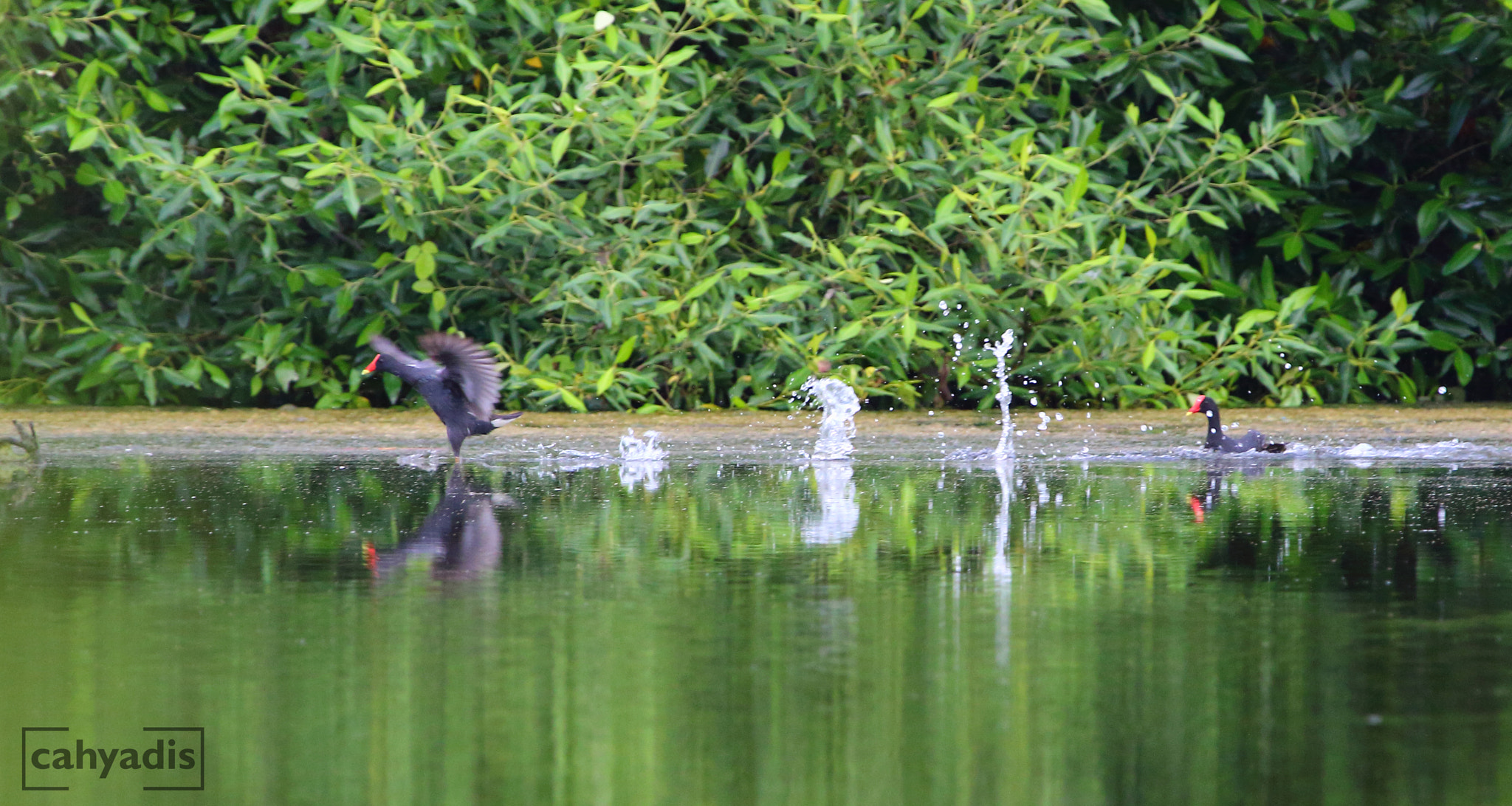 Canon EF 100-400mm F4.5-5.6L IS USM sample photo