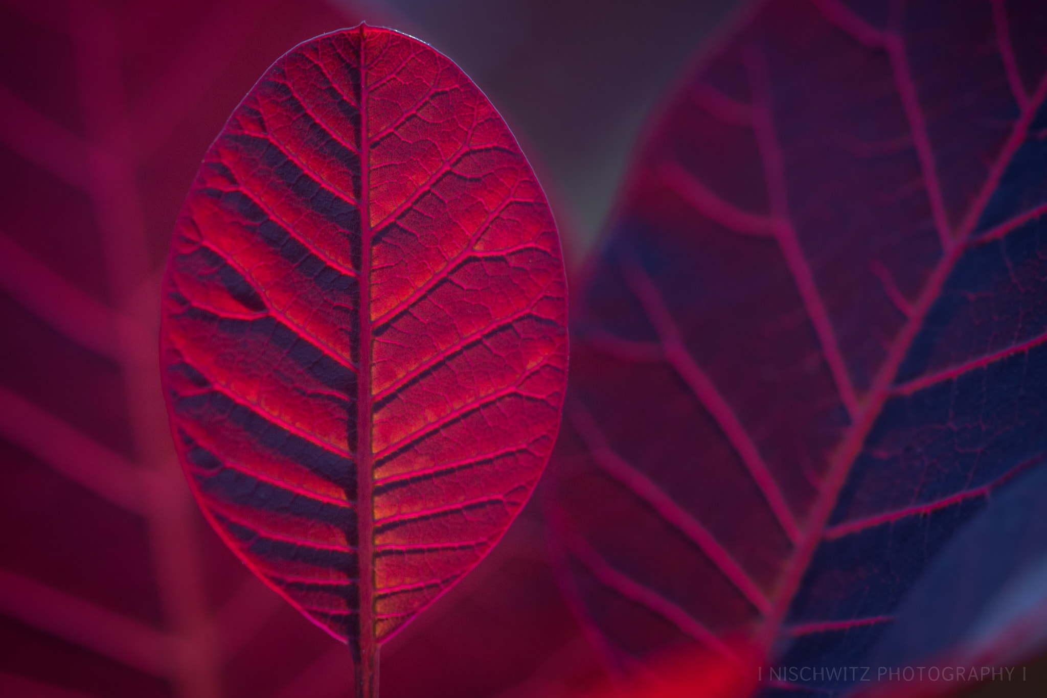 Canon EOS 700D (EOS Rebel T5i / EOS Kiss X7i) + Canon EF 100mm F2.8L Macro IS USM sample photo. Shimmer photography