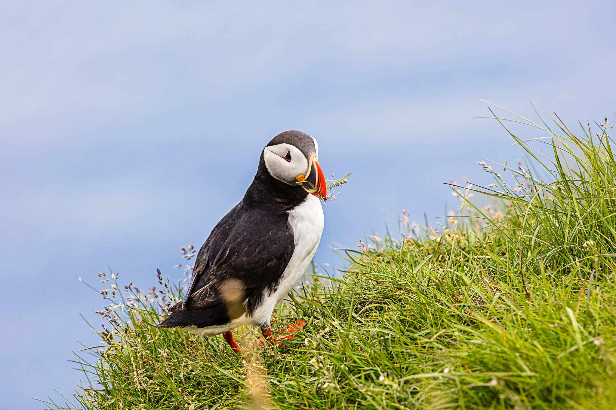 Canon EOS 5DS R + Canon EF 300mm F2.8L IS II USM sample photo. Puffin photography