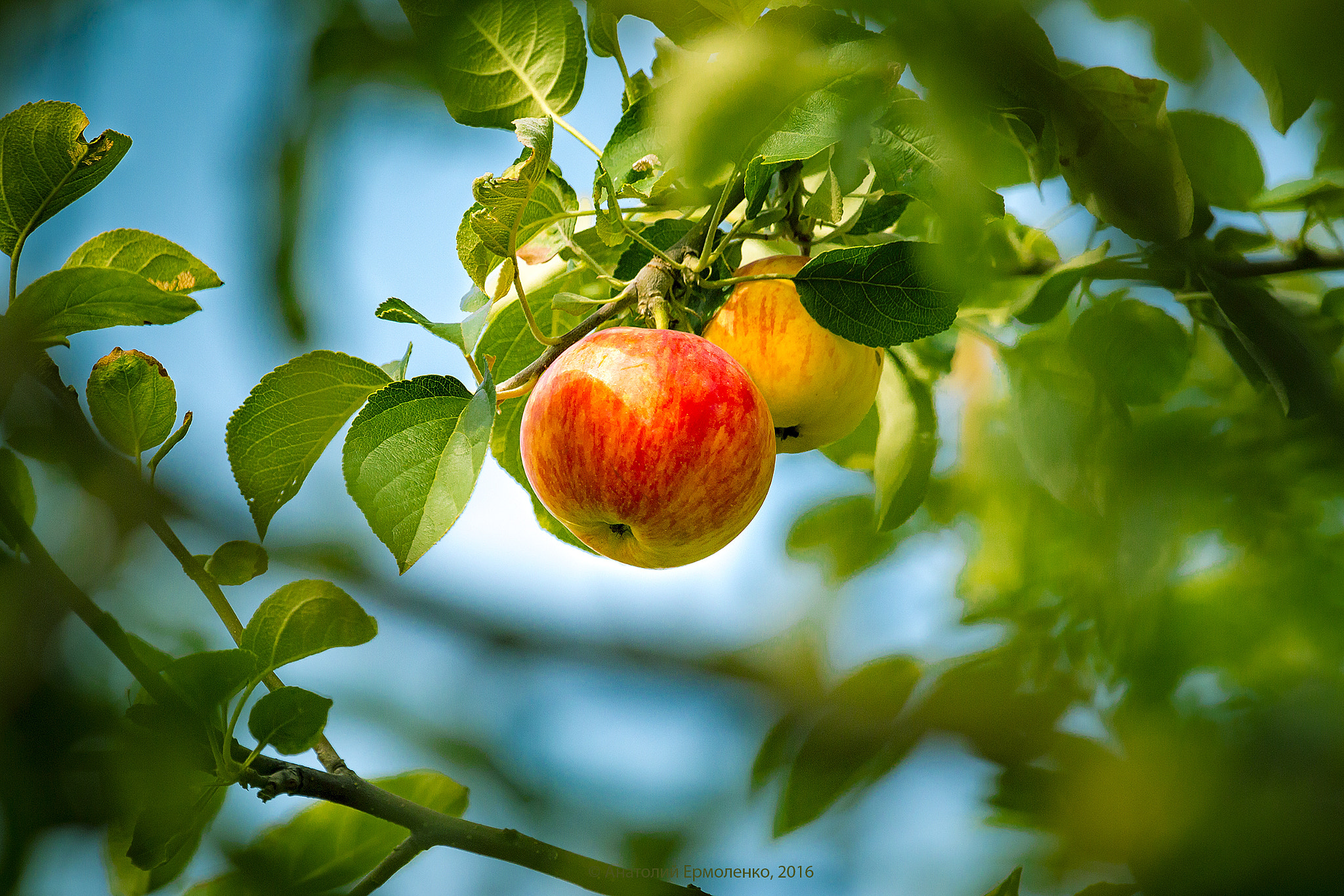 Canon EF 100-400mm F4.5-5.6L IS USM sample photo. August. apple photography