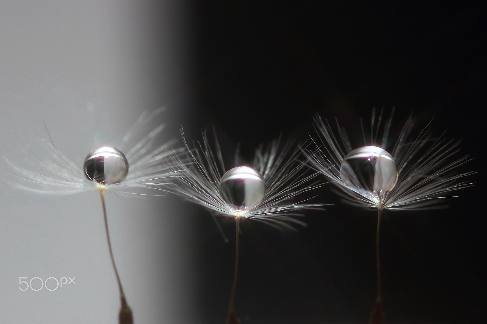 Canon EF 100mm F2.8 Macro USM sample photo. Dance。。。 photography