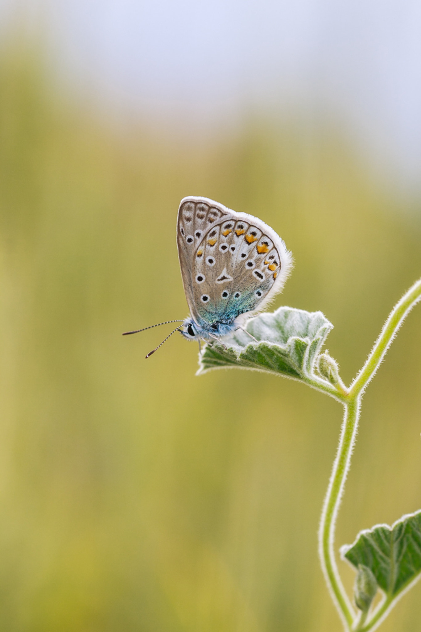 Canon EF 100mm F2.8 Macro USM sample photo. Beauty in nature... photography