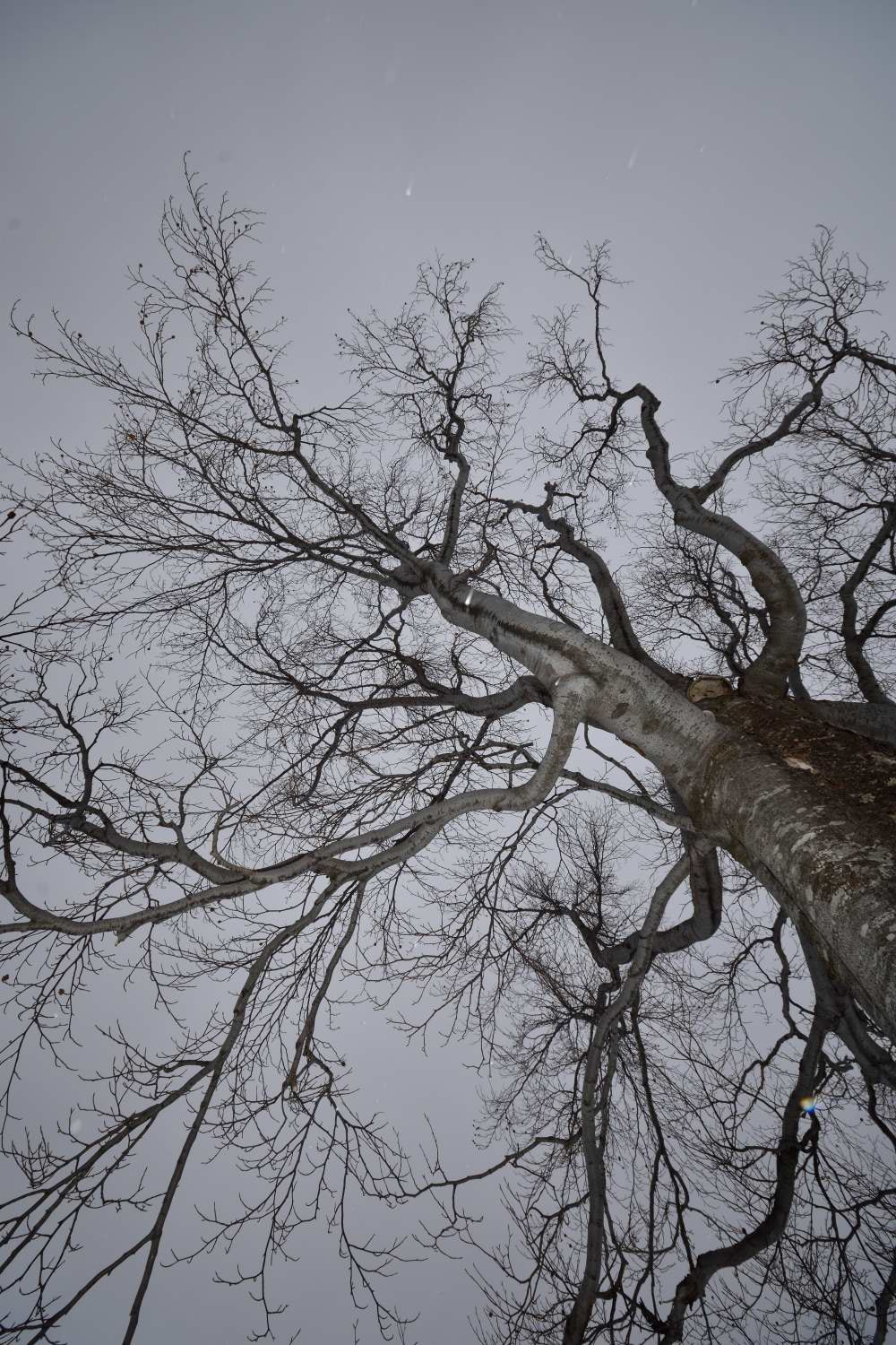 Sigma 8-16mm F4.5-5.6 DC HSM sample photo. Upward (winter tree) photography