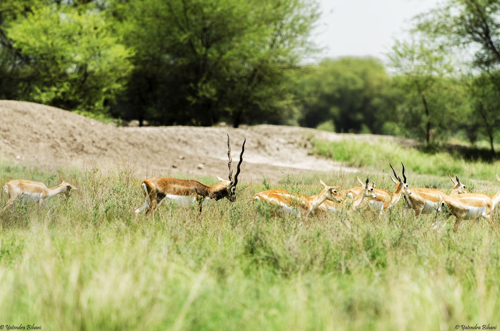 Nikon AF-S Nikkor 70-200mm F2.8G ED VR II sample photo. A beautiful herd photography