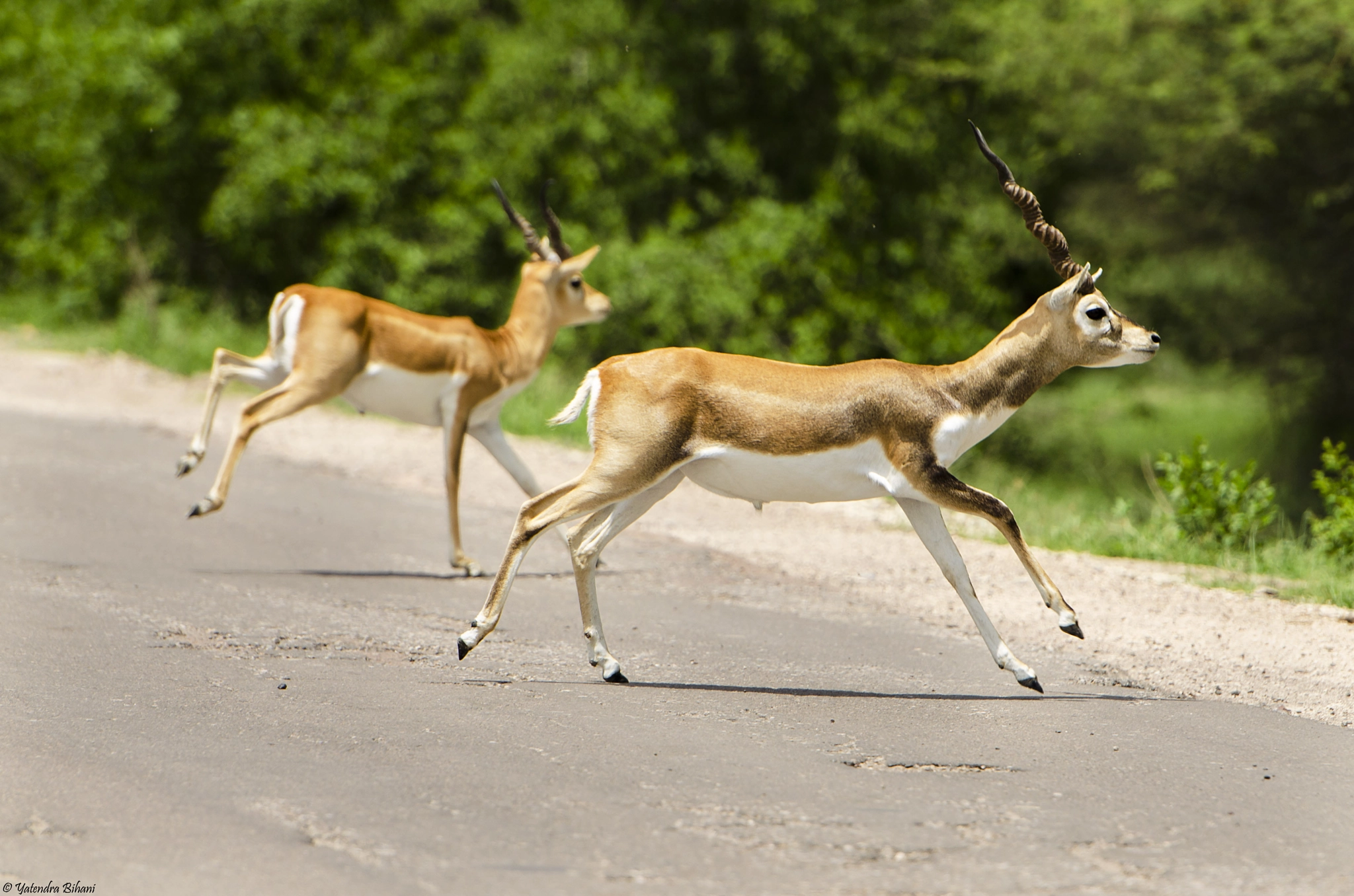 Nikon AF-S Nikkor 70-200mm F2.8G ED VR II sample photo. A couple of deer crossing the highway photography