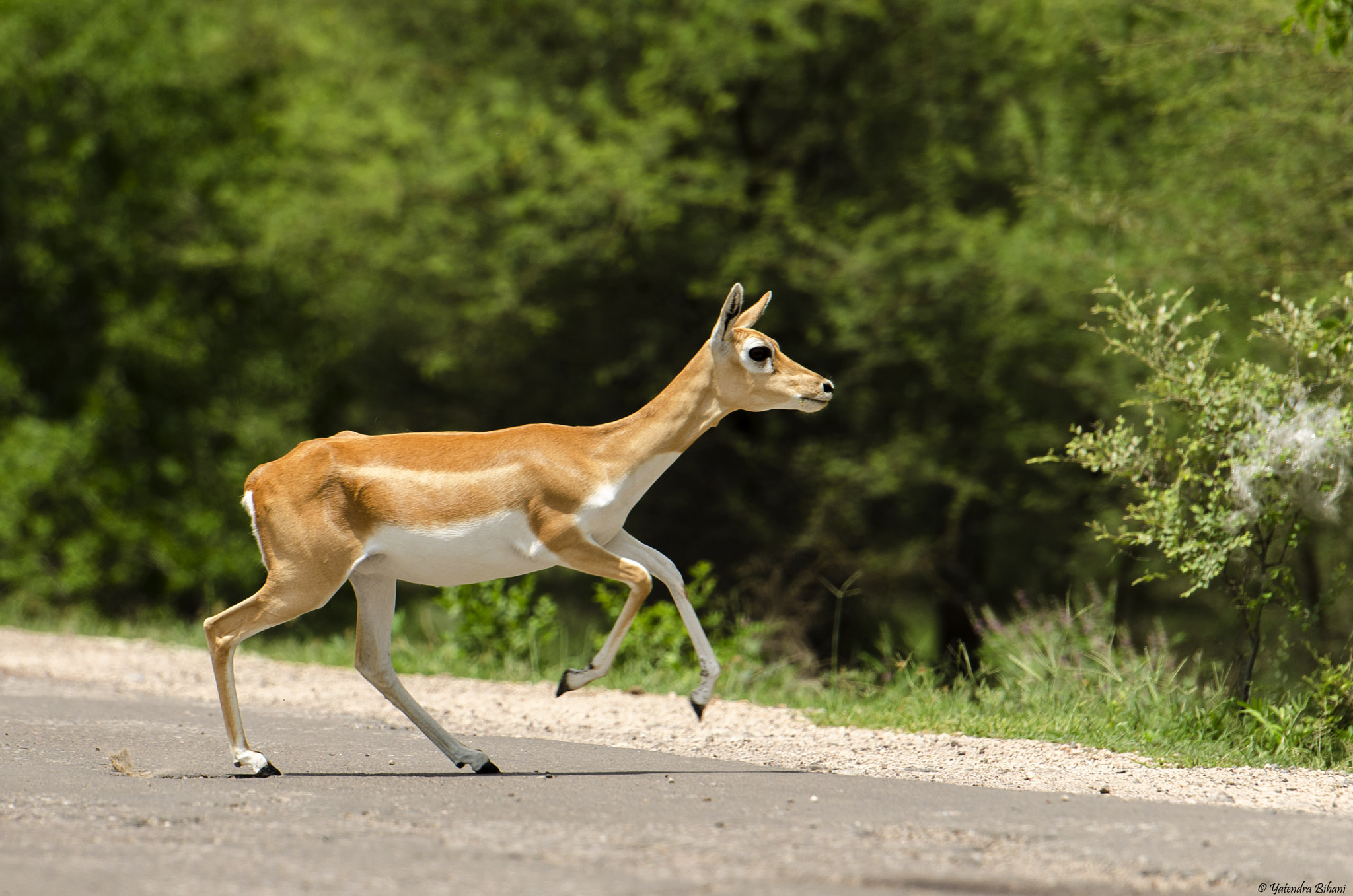 Nikon AF-S Nikkor 70-200mm F2.8G ED VR II sample photo. Crossing the road photography