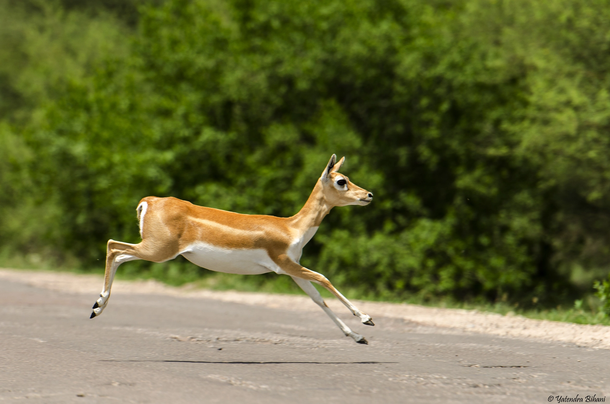 Nikon AF-S Nikkor 70-200mm F2.8G ED VR II sample photo. Deer in the air photography