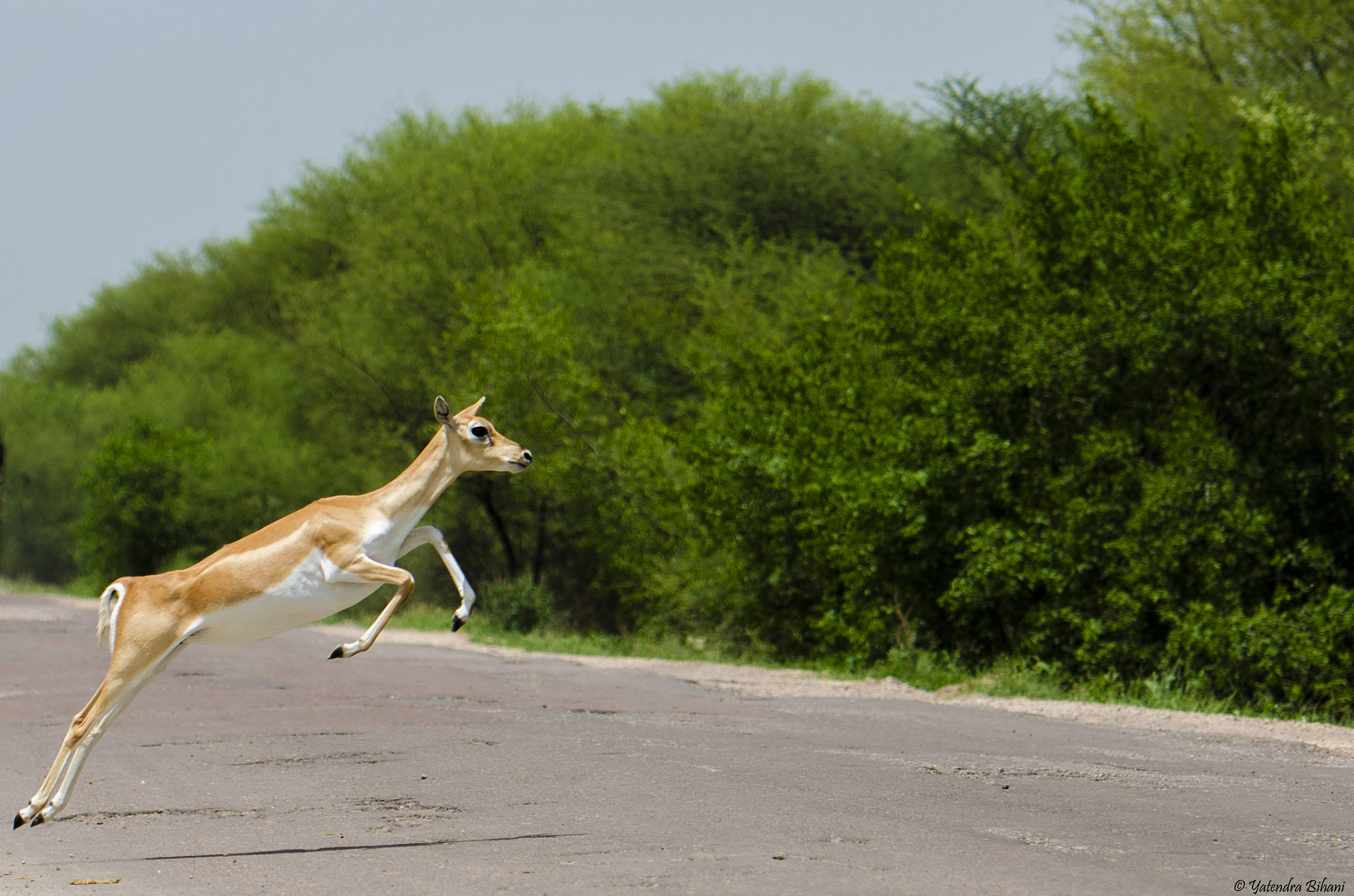 Nikon AF-S Nikkor 70-200mm F2.8G ED VR II sample photo. Just about to jump almost 8 feet in the air photography