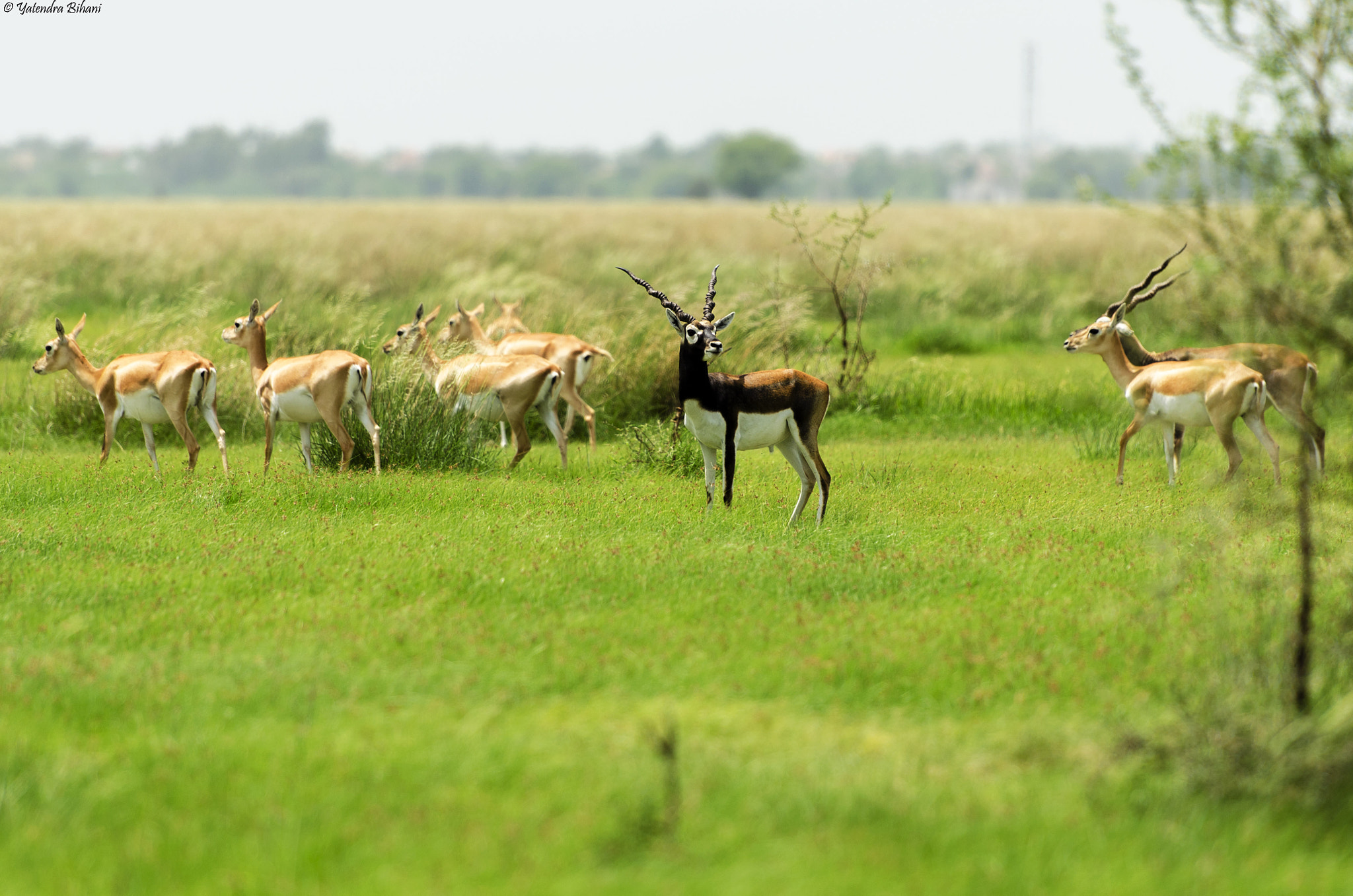 Nikon AF-S Nikkor 70-200mm F2.8G ED VR II sample photo. The herd from a different view photography