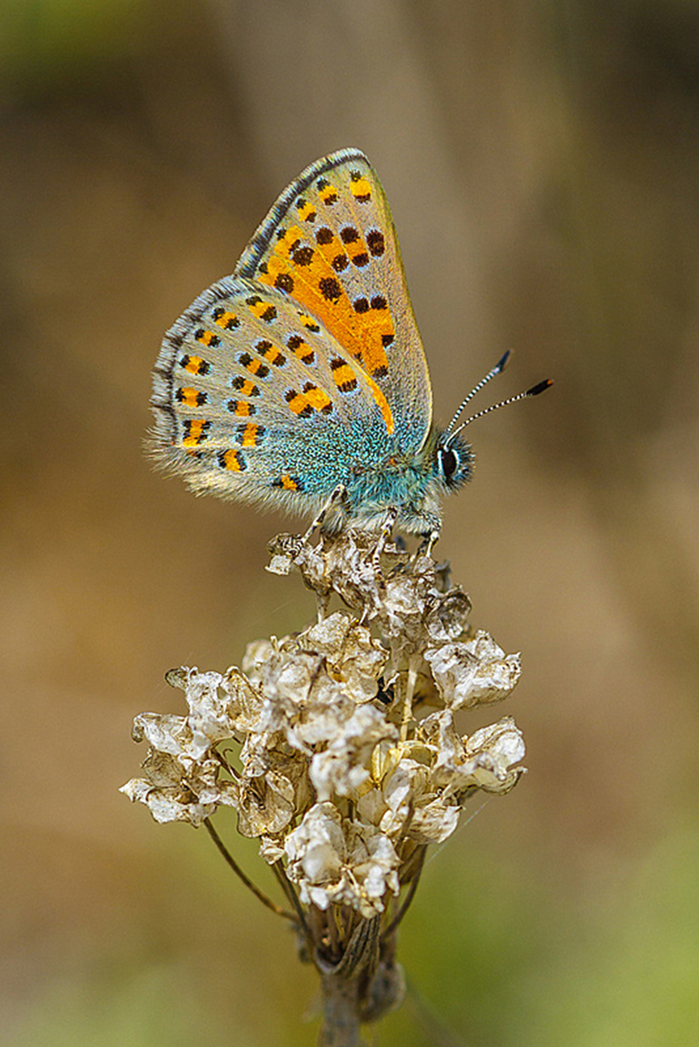 Canon EF 100mm F2.8 Macro USM sample photo. Anadolu gelinciği / anatolian vernal copper photography