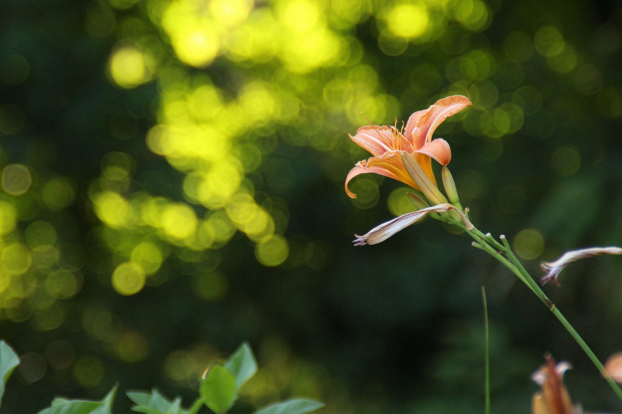 Canon EOS 100D (EOS Rebel SL1 / EOS Kiss X7) sample photo. Flower photography