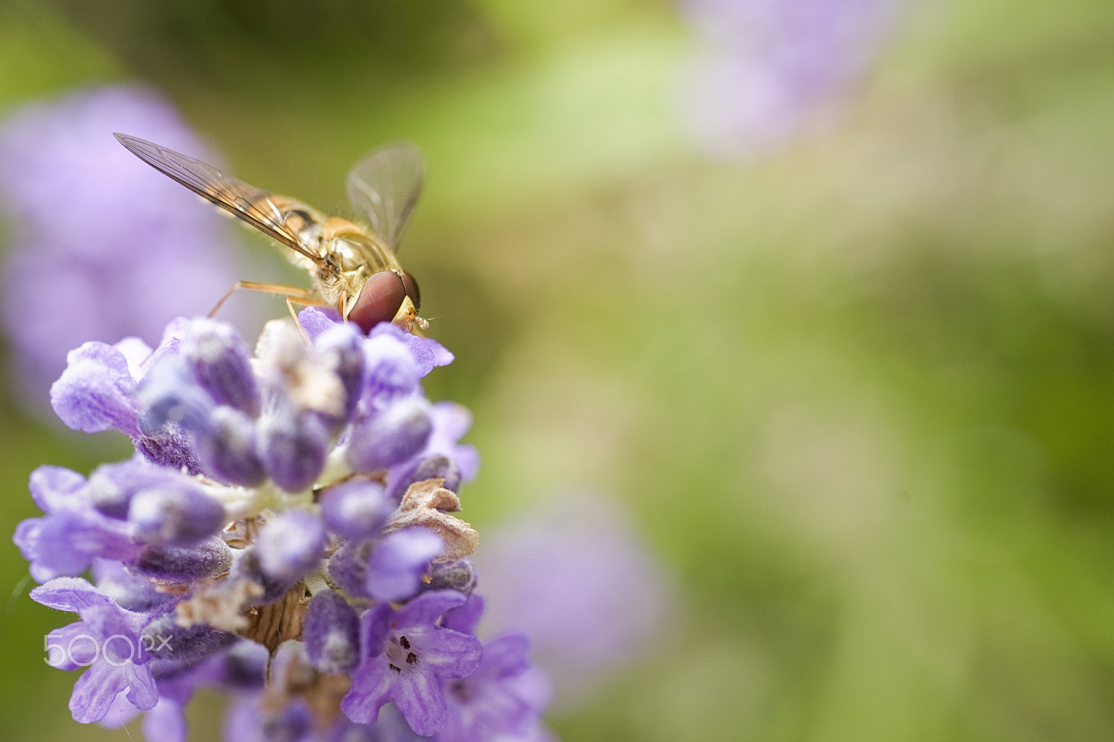 E 50mm F2 sample photo