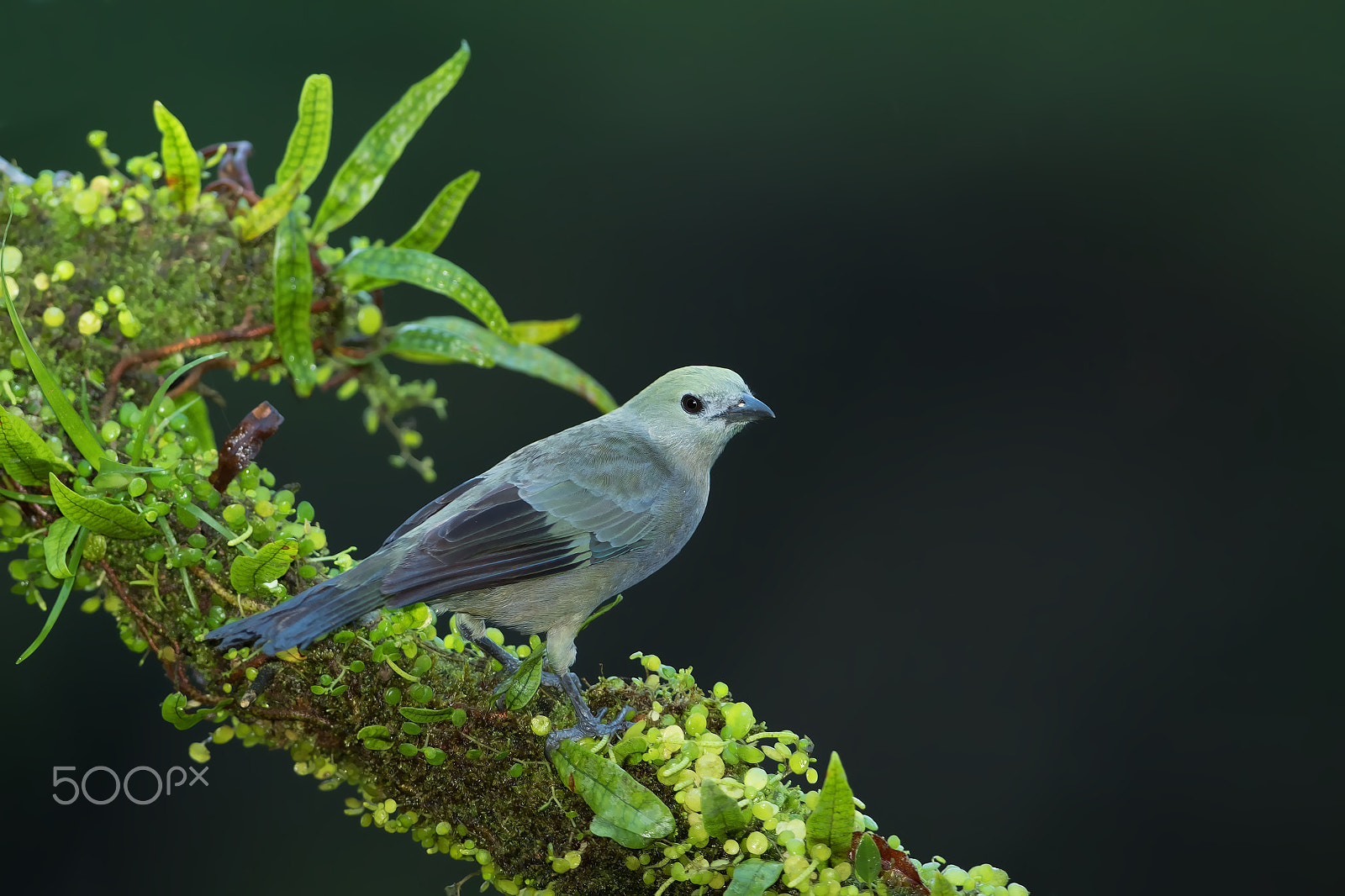 Canon EOS 7D Mark II + Canon EF 300mm F2.8L IS II USM sample photo. Blue-gray tanager photography