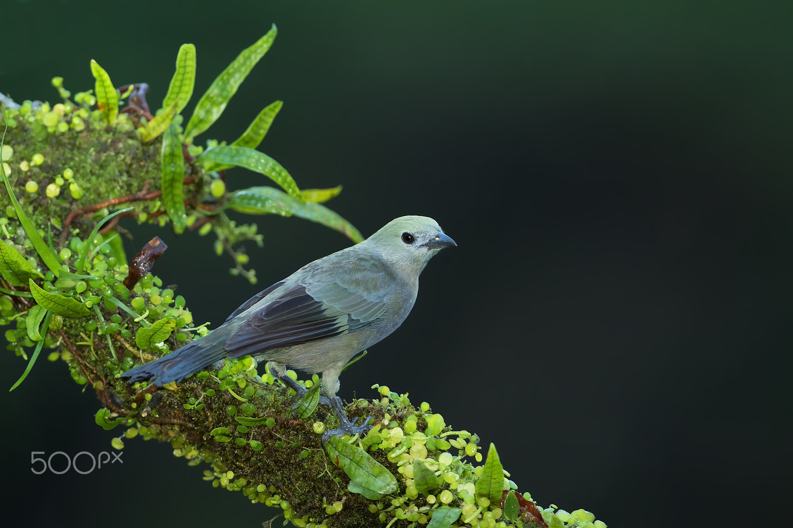 Canon EF 300mm F2.8L IS II USM sample photo. Blue-gray tanager photography