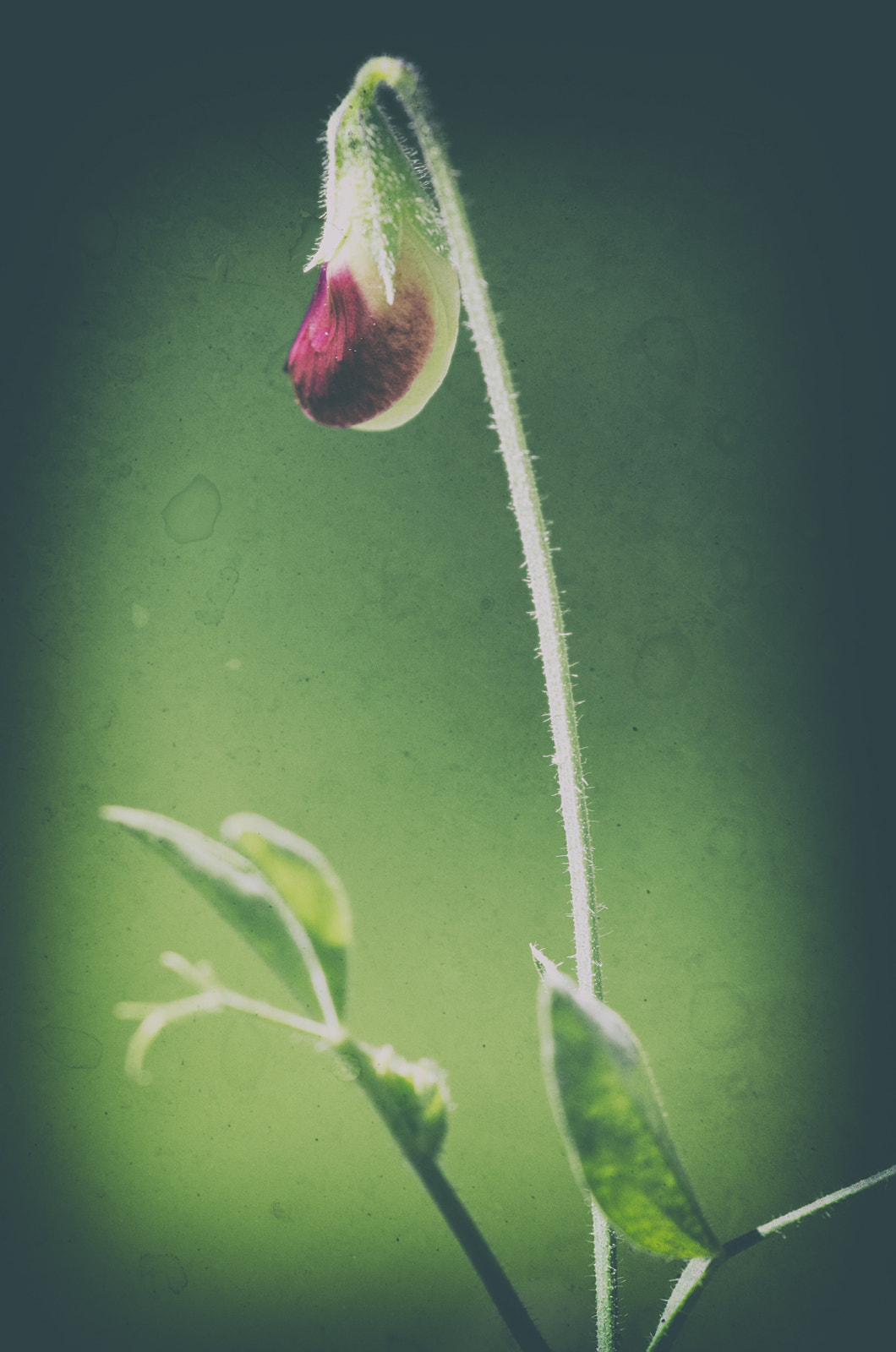 Sigma 150mm F2.8 EX DG Macro HSM sample photo. Turned away photography