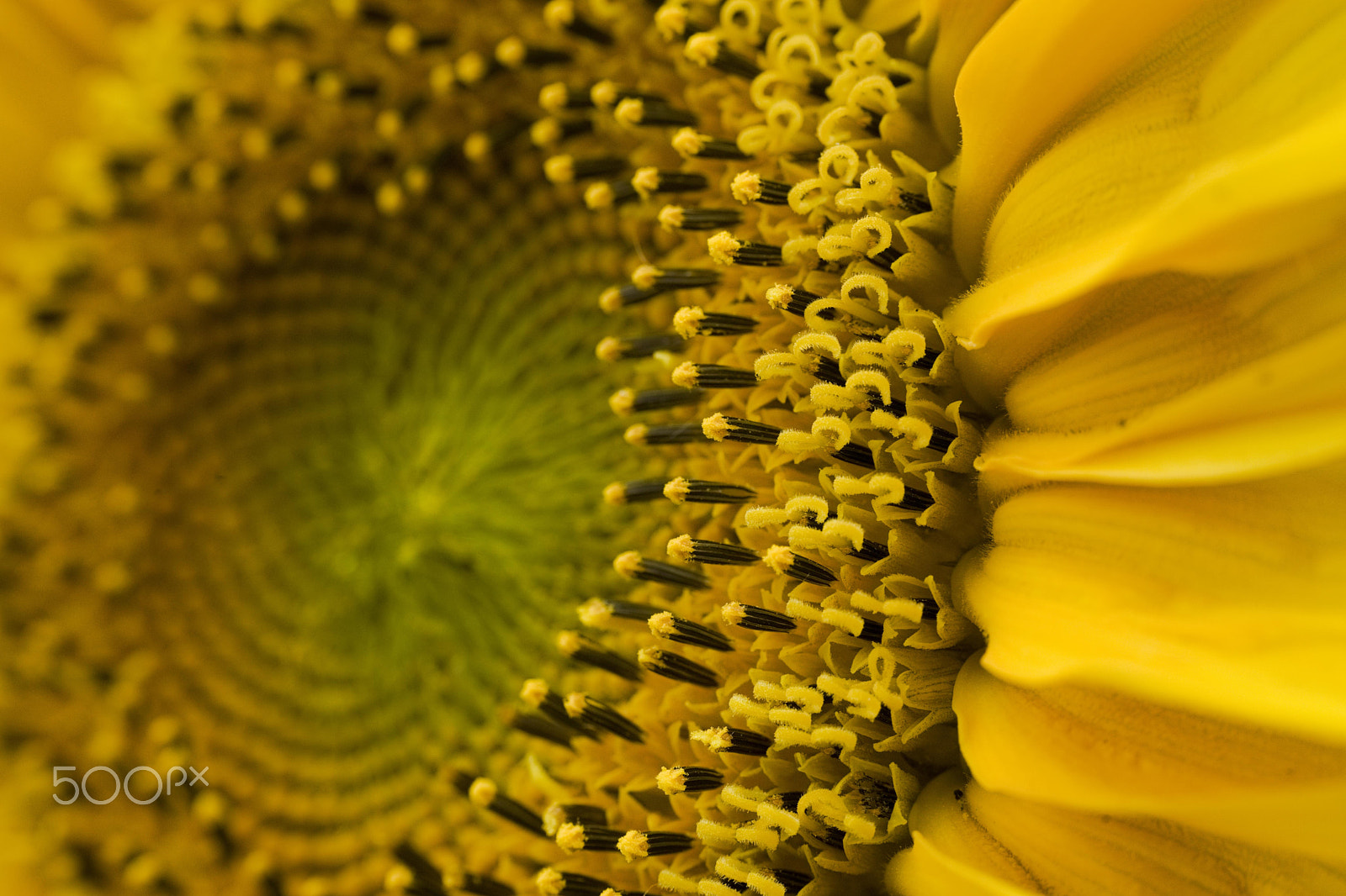 E 50mm F2 sample photo. Tournesol photography