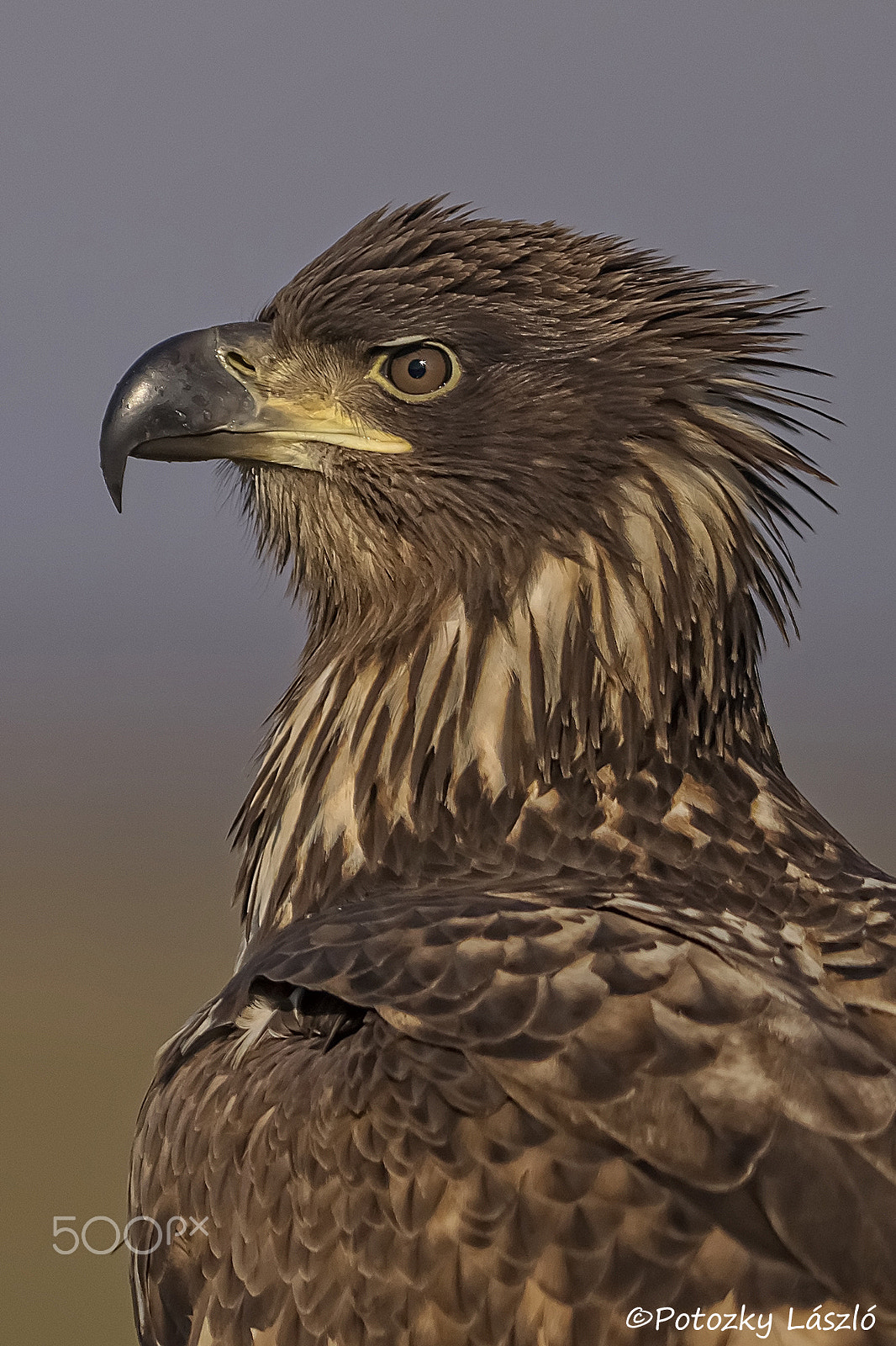 Olympus OM-D E-M1 + OLYMPUS 300mm Lens sample photo. White tailed eagle photography