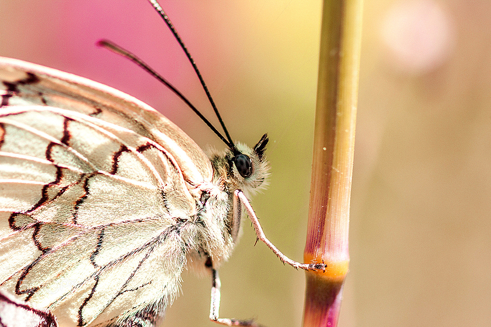 Canon EF 100mm F2.8 Macro USM sample photo. Anadolu melikesi / photography