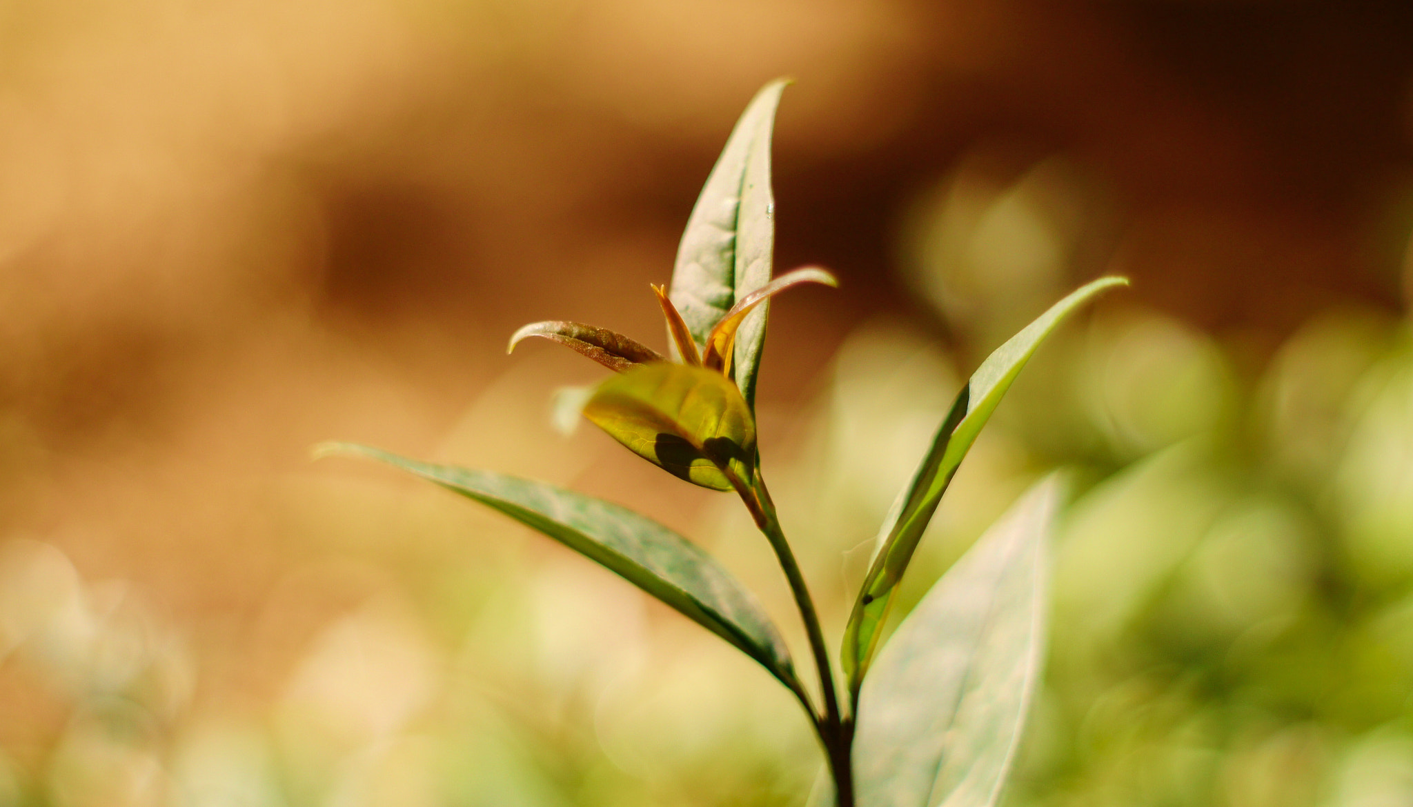 Sony Alpha DSLR-A450 sample photo. All about the little things photography