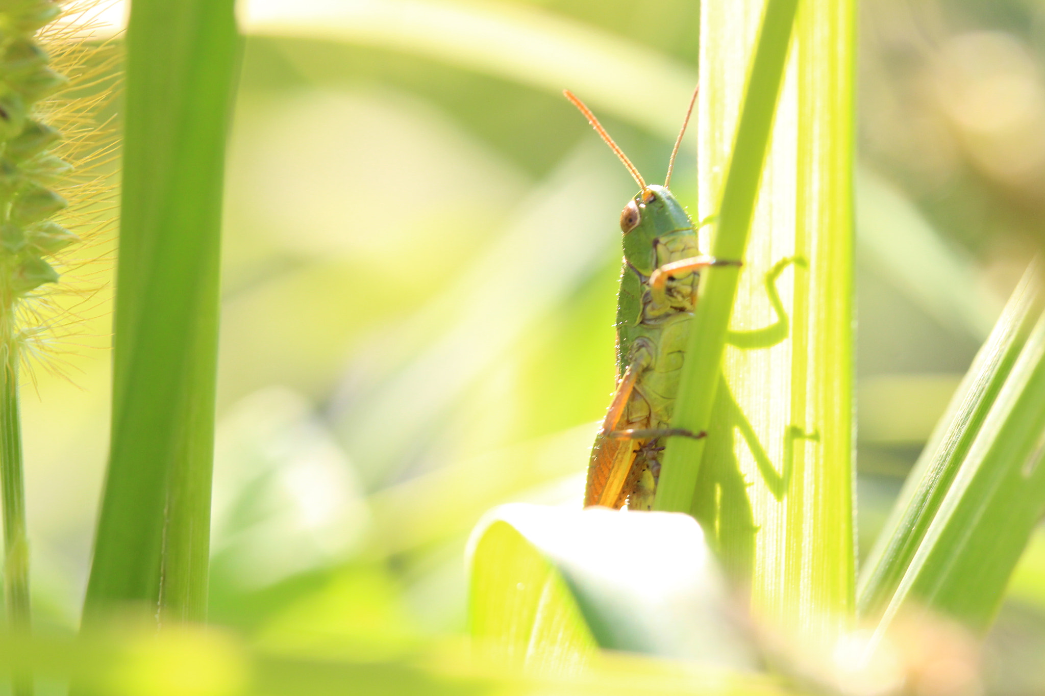 Canon EF-S 60mm F2.8 Macro USM sample photo. Flip photography