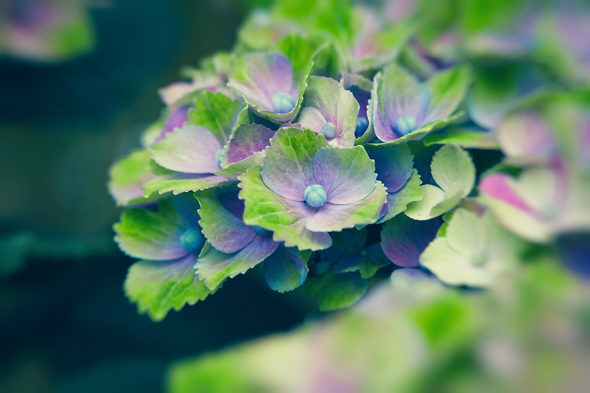 Canon EF 100mm F2.8L Macro IS USM sample photo. Lovely beauty photography