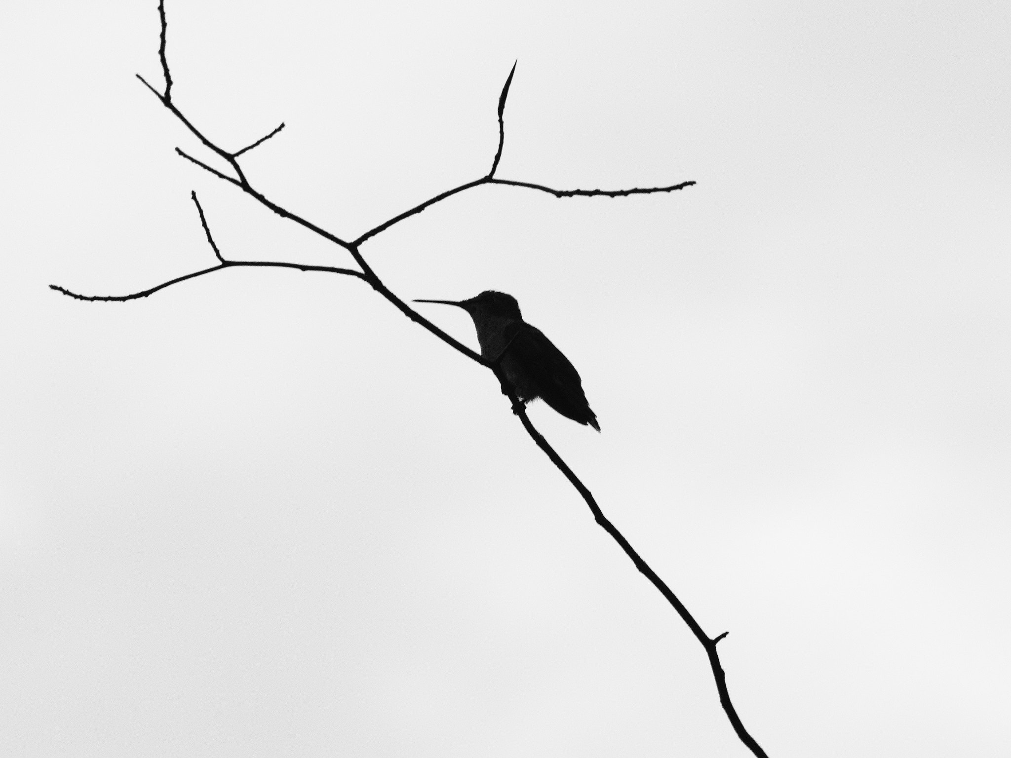 Olympus PEN E-P5 sample photo. Hummingbird photography