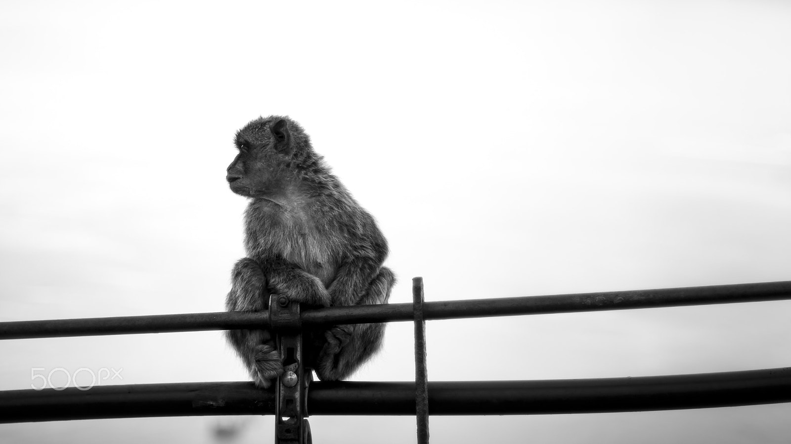 Nikon D3300 + Nikon AF Nikkor 50mm F1.4D sample photo. Monkey sitting on a fence photography