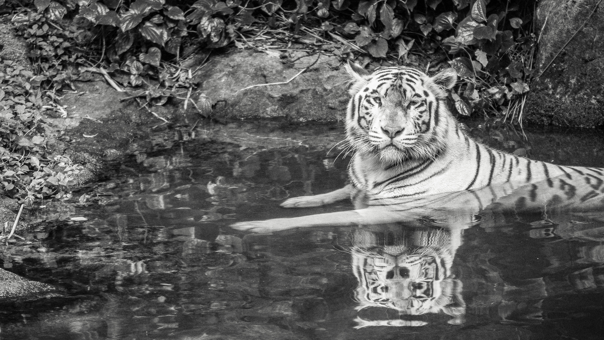 Sony 70-300mm F4.5-5.6 G SSM sample photo. A reflection of me photography