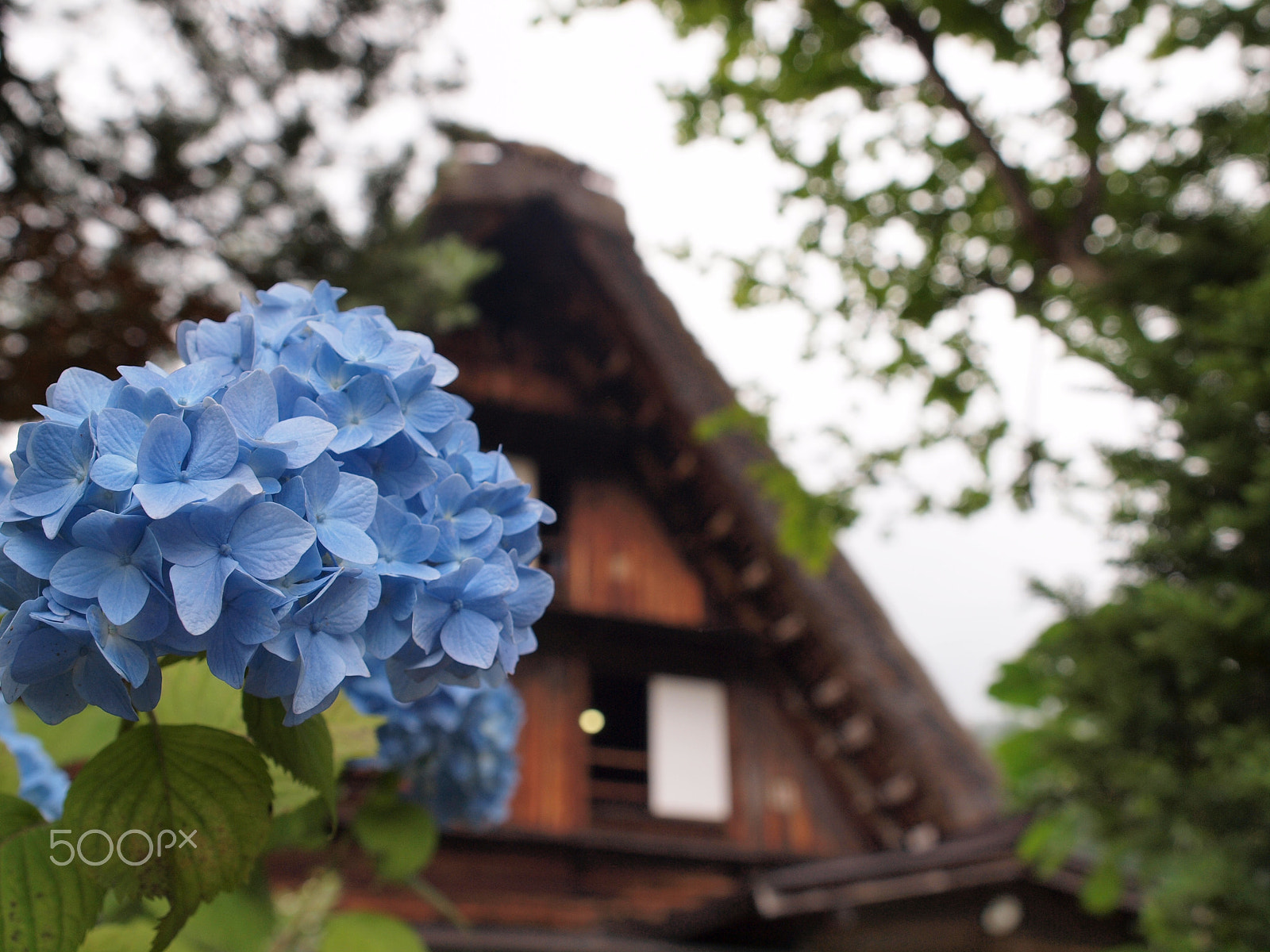 Olympus E-620 (EVOLT E-620) + Olympus Zuiko Digital 14-54mm F2.8-3.5 II sample photo. Shirakawago-hydrangea photography