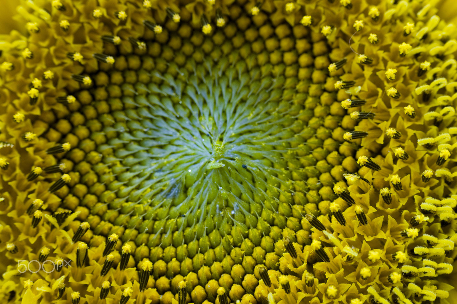 E 50mm F2 sample photo. Tournesol photography