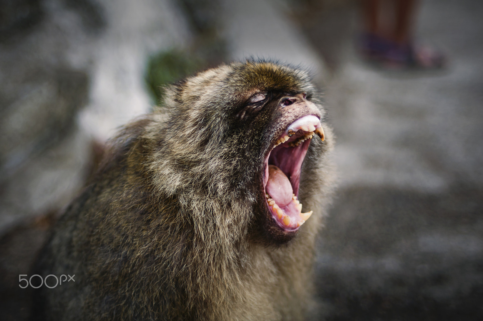 Nikon D3300 + Nikon AF Nikkor 50mm F1.4D sample photo. A monkey's yawn photography