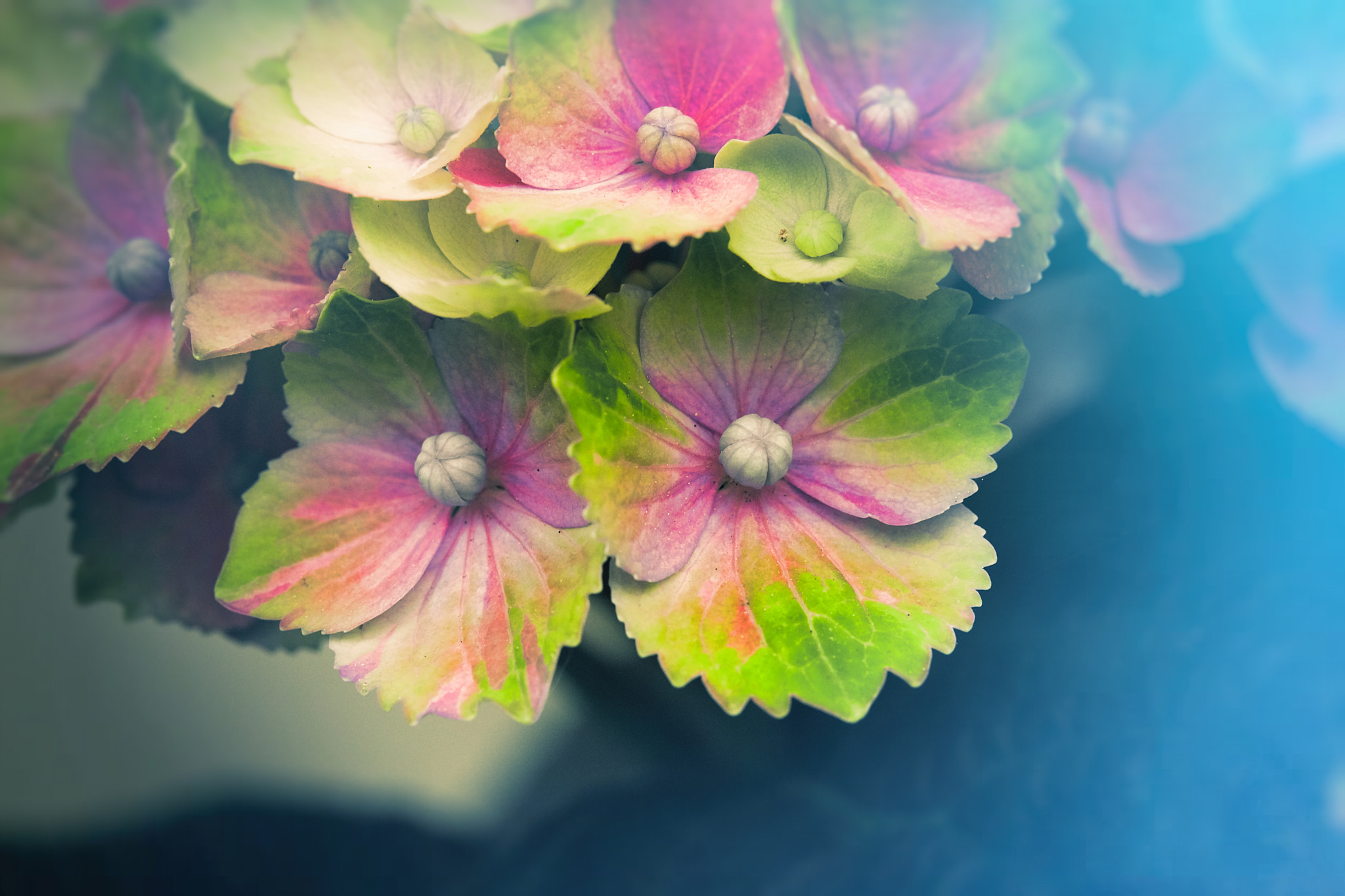 Canon EF 100mm F2.8L Macro IS USM sample photo. Floral power photography