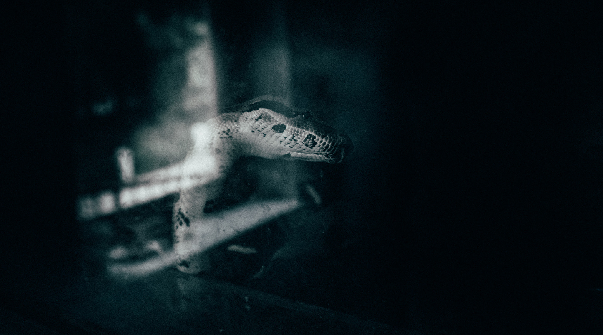 Sigma 18-50mm F2.8-4.5 DC OS HSM sample photo. Snake. photography