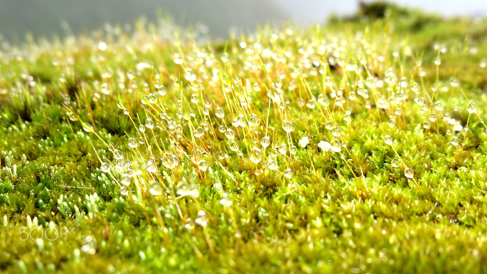 Sony Cyber-shot DSC-HX7V sample photo. Dew drops photography
