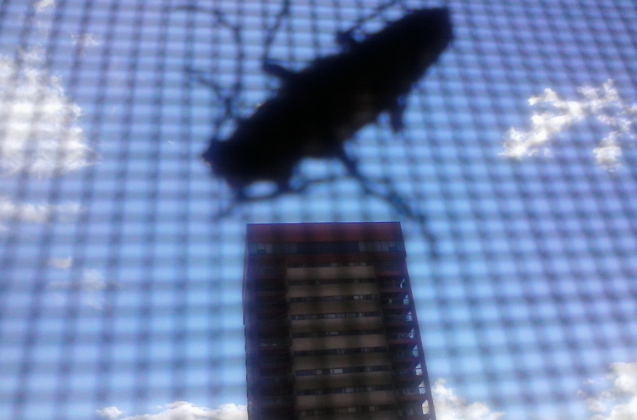 LG Y25 sample photo. A bug in my way photography