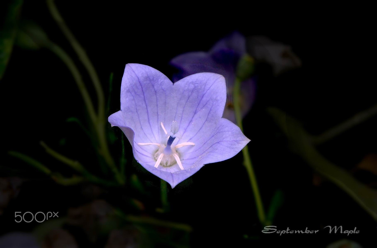 Sony NEX-5C sample photo. 桔梗花 3 photography