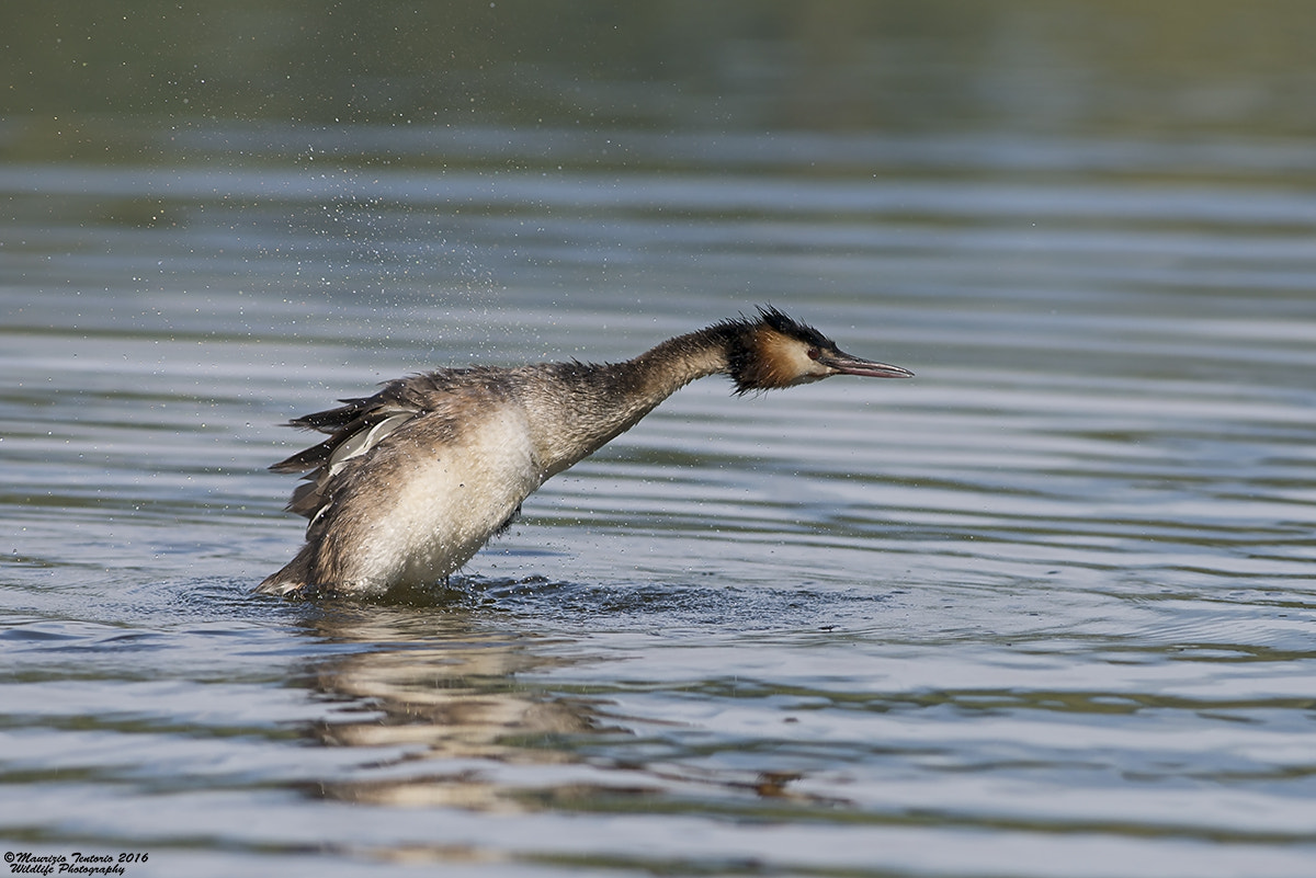 Nikon AF-S Nikkor 300mm F2.8G ED VR II sample photo. Svasso podiceps cristatus photography