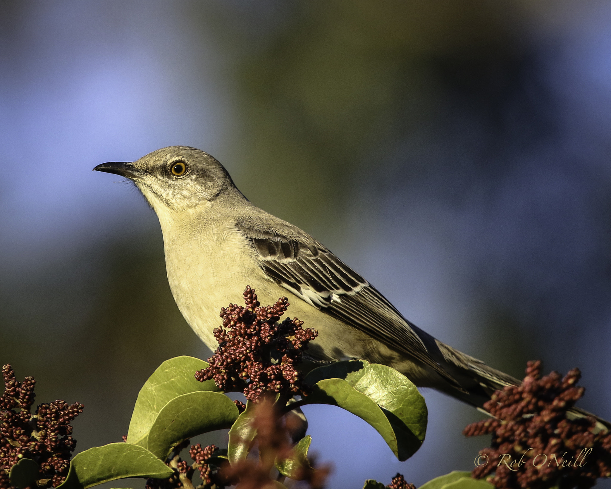 Canon EF 100-400mm F4.5-5.6L IS USM sample photo. Mockingbird berries photography