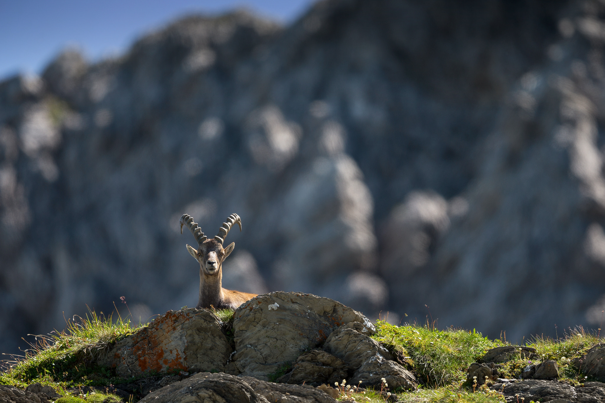 Canon EF 400mm F2.8L IS II USM sample photo. Ibex photography