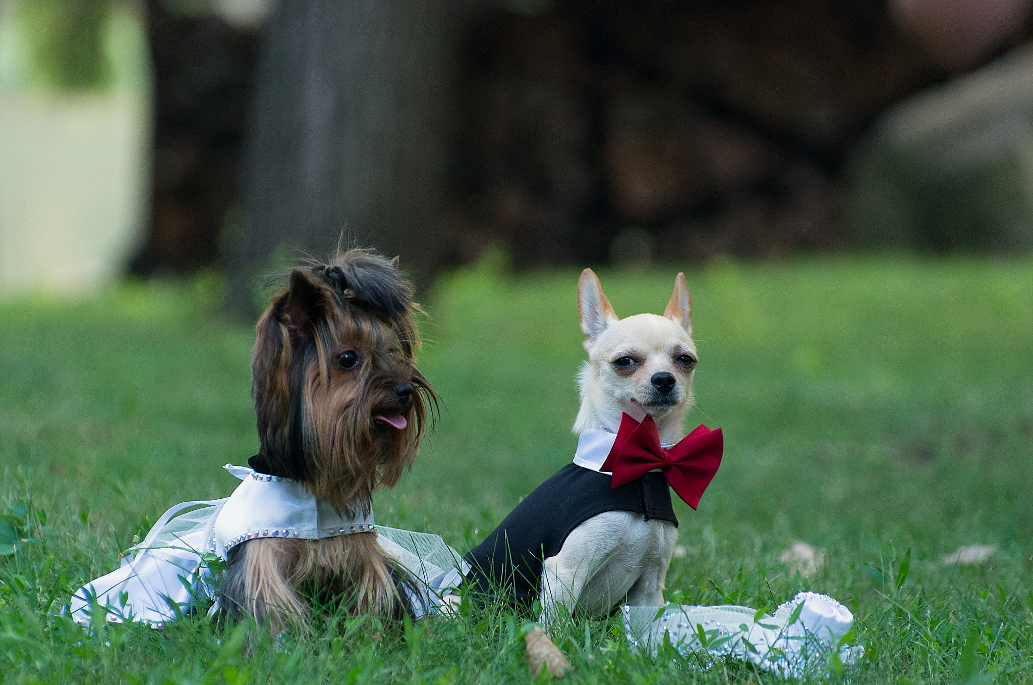 Pentax K-5 IIs sample photo. Fashion dogs photography