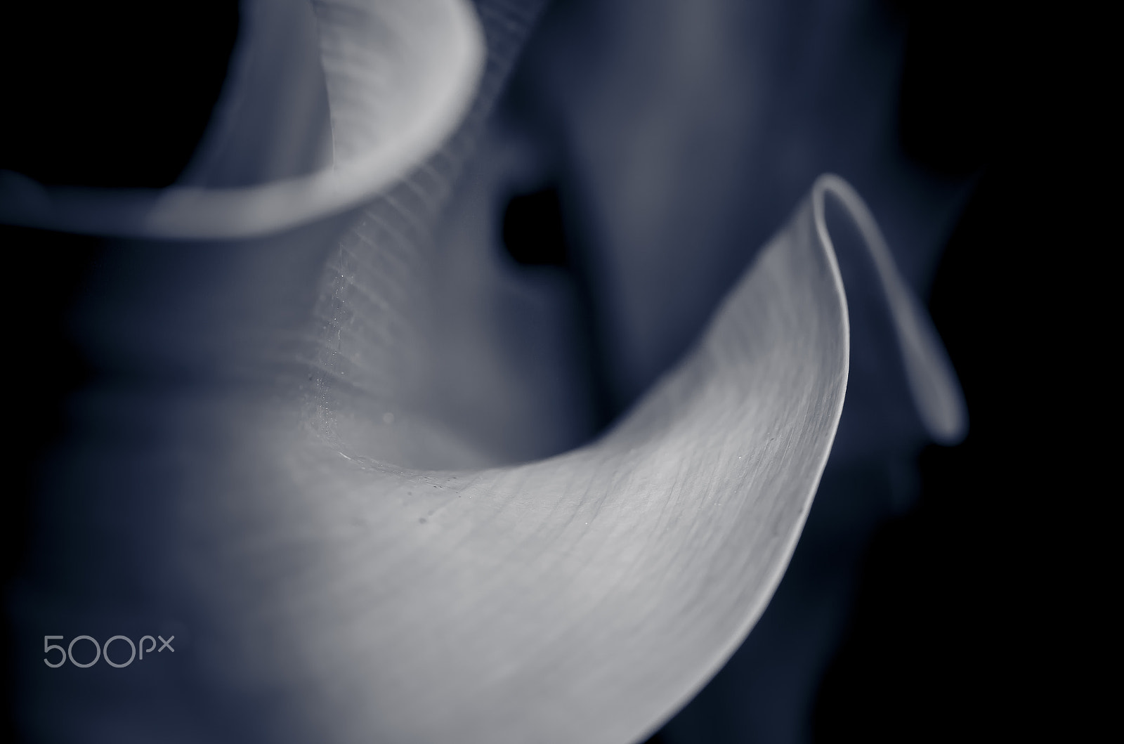 Sigma 50-150mm F2.8 EX APO DC OS HSM sample photo. Abstract photography
