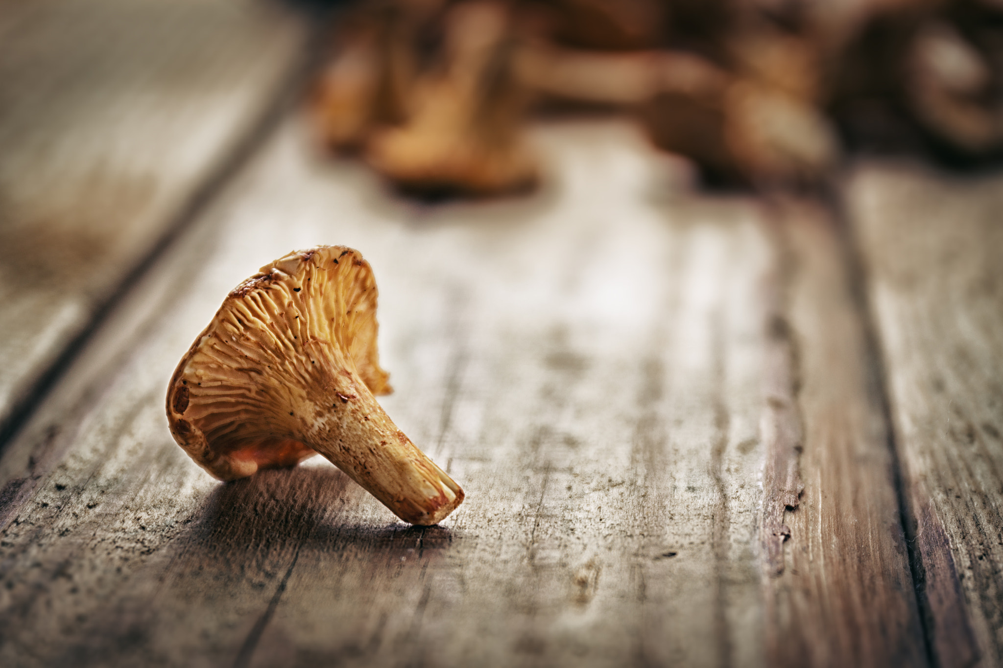 Canon EF 24-70mm F4L IS USM sample photo. Mushrooms on a wooden background photography